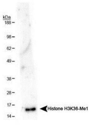 Western Blot: Histone H3 [Monomethyl Lys36] Antibody [NB21-1251]